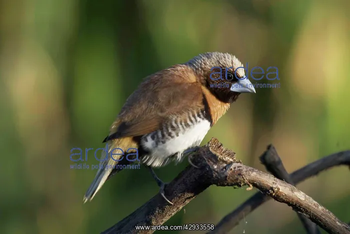 : Chestnut-breasted Mannikin : Chestnut-breasted Mannikin