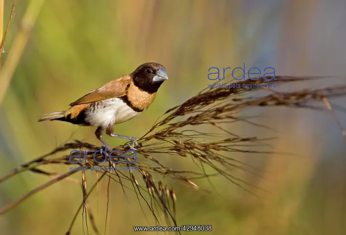 : Chestnut-breasted Mannikin eating grass seed : Chestnut-breasted Mannikin eating grass seed