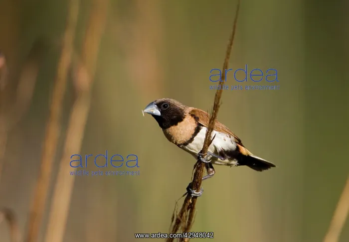 : Chestnut-breasted Mannikin eating grass seed : Chestnut-breasted Mannikin eating grass seed