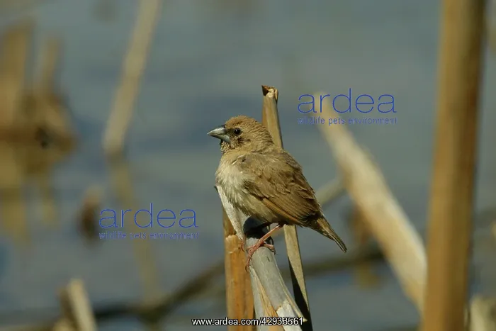 : Chestnut-breasted Mannikin - Juvenile : Chestnut-breasted Mannikin - Juvenile