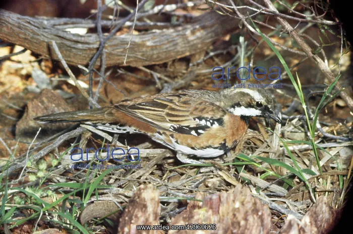 : Chestnut-breasted Quail-thrush : Chestnut-breasted Quail-thrush