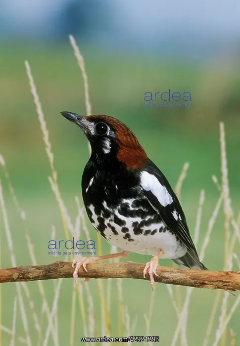 : Chestnut-capped Thrush - perched on branch : Chestnut-capped Thrush - perched on branch