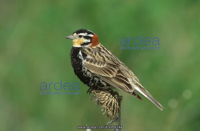 : Chestnut-Collared Longspur : Chestnut-Collared Longspur