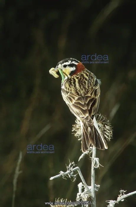 : Chestnut-Collared Longspur : Chestnut-Collared Longspur