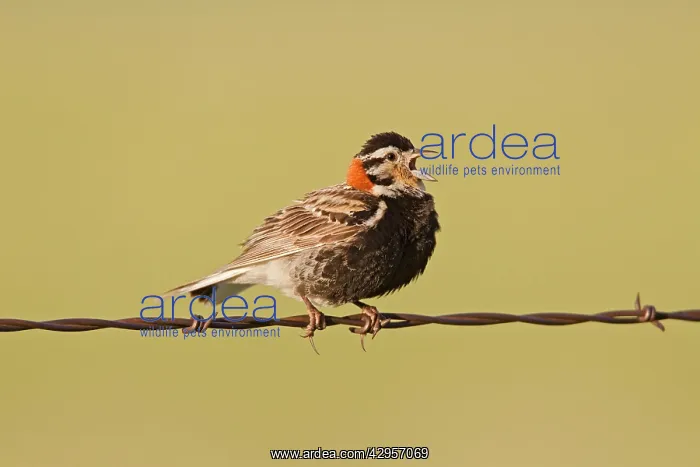 : Chestnut-collared Longspur - adult male calling : Chestnut-collared Longspur - adult male calling