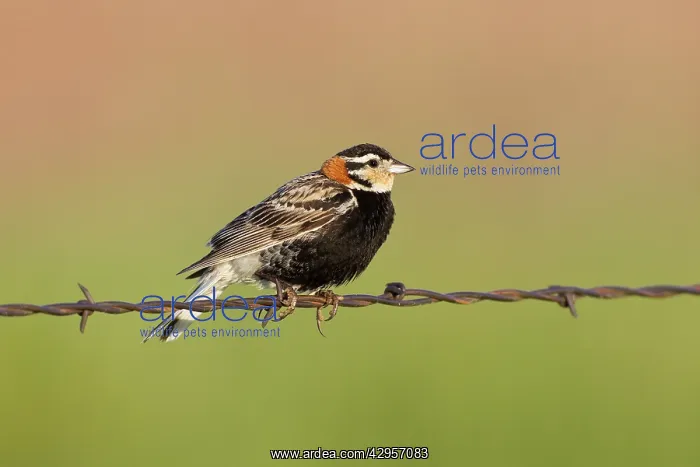 : Chestnut-collared Longspur - adult male perched : Chestnut-collared Longspur - adult male perched