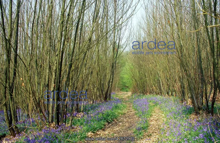  : Chestnut Coppice - with bluebells, showing a woodland ride