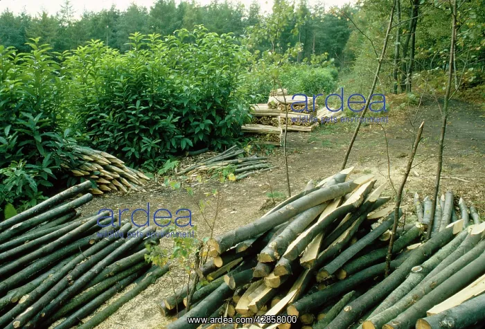 : Chestnut COPPICE and products : Chestnut COPPICE and products