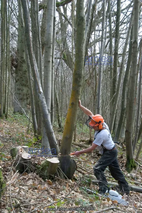 : Chestnut - coppicing : Chestnut - coppicing