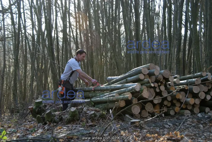 : Chestnut - coppicing - stacking : Chestnut - coppicing - stacking