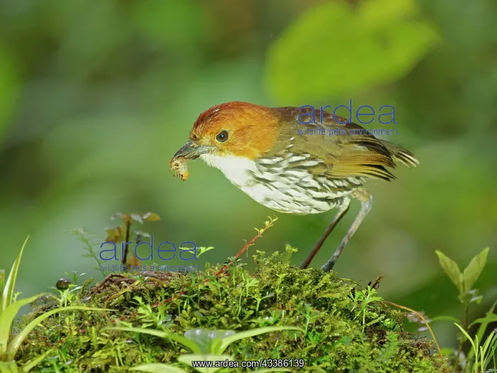: Chestnut Crowned Antpitta - feeding on beetle la : Chestnut Crowned Antpitta - feeding on beetle la