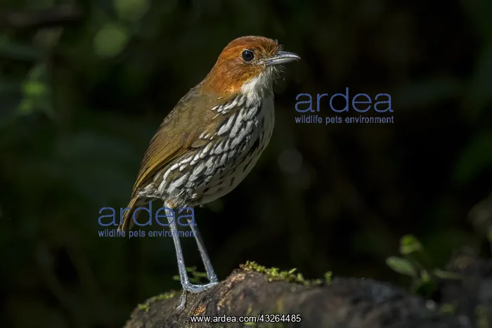  : Chestnut-crowned Antpitta (Grallaria ruficapilla)