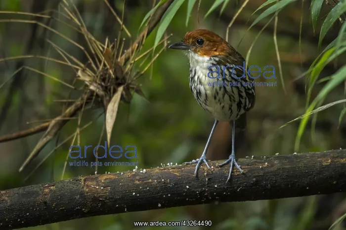 : Chestnut-crowned Antpitta (Grallaria ruficapilla) : Chestnut-crowned Antpitta (Grallaria ruficapilla)
