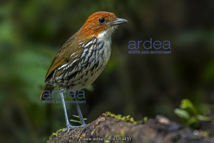 : Chestnut-crowned Antpitta (Grallaria ruficapilla) : Chestnut-crowned Antpitta (Grallaria ruficapilla)