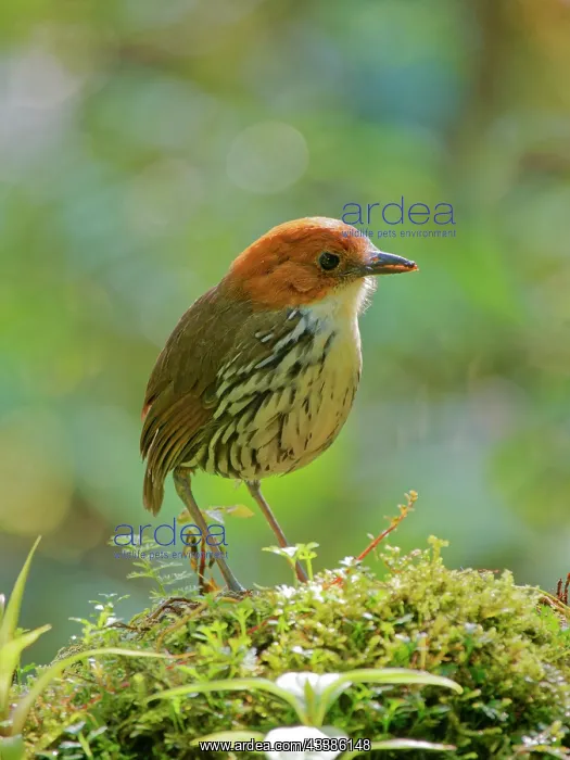 : Chestnut Crowned Antpitta Grallaria ruficapilla : Chestnut Crowned Antpitta Grallaria ruficapilla