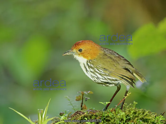 : Chestnut Crowned Antpitta Grallaria ruficapilla : Chestnut Crowned Antpitta Grallaria ruficapilla
