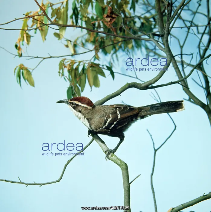: Chestnut-crowned Babbler : Chestnut-crowned Babbler