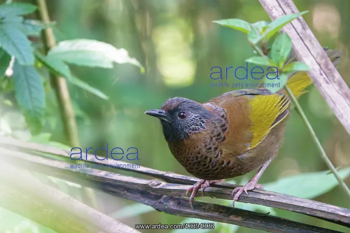 : chestnut crowned laughingthrush (Trochalopteron erythrocepha : chestnut crowned laughingthrush (Trochalopteron erythrocepha