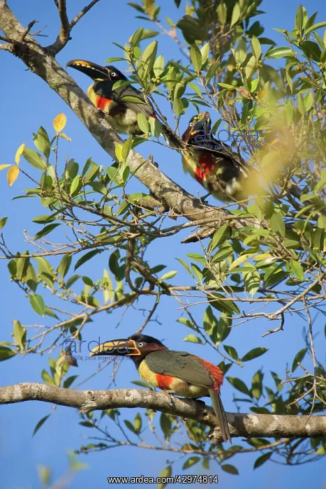 : Chestnut-eared Aracari - 3 adults sitting in a : Chestnut-eared Aracari - 3 adults sitting in a
