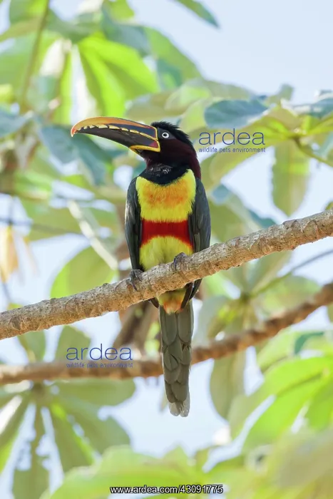: Chestnut-eared Aracari : Chestnut-eared Aracari