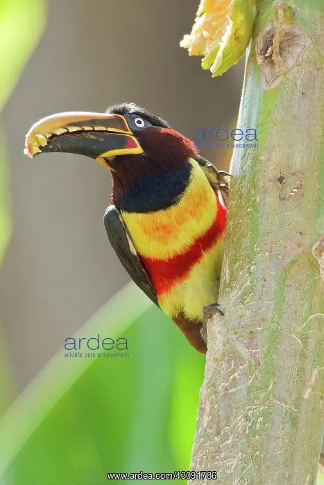 : Chestnut-eared Aracari : Chestnut-eared Aracari