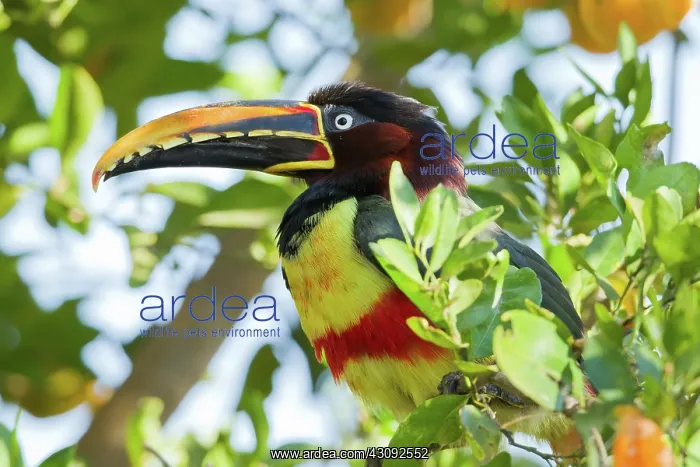 : Chestnut-eared Aracari : Chestnut-eared Aracari