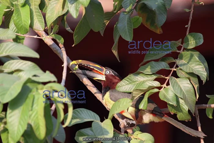 : Chestnut-eared Aracari : Chestnut-eared Aracari
