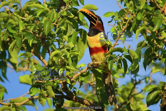 : Chestnut-eared Aracari - adult sitting in a tree : Chestnut-eared Aracari - adult sitting in a tree