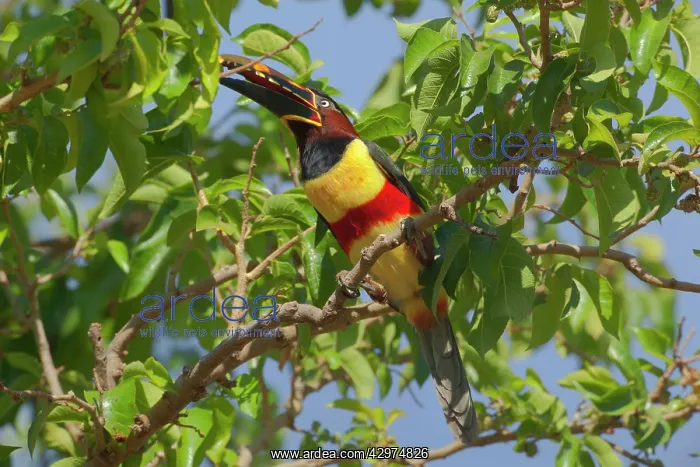 : Chestnut-eared Aracari - adult sitting in a tree : Chestnut-eared Aracari - adult sitting in a tree