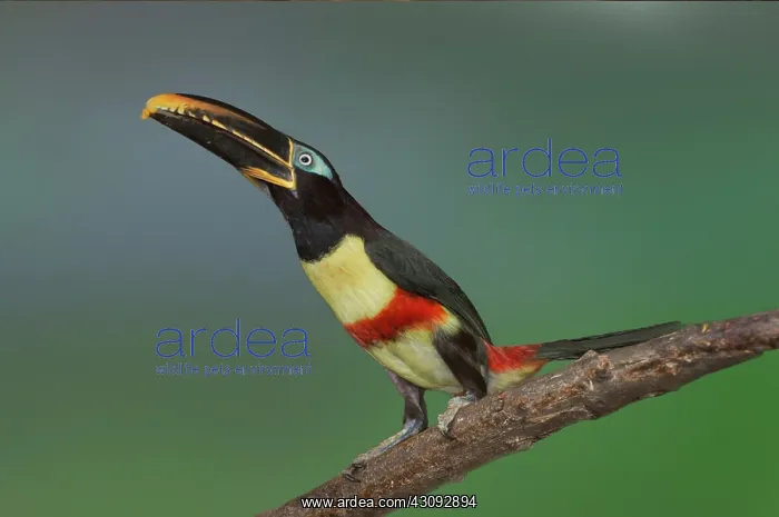 : Chestnut-eared Aracari alert : Chestnut-eared Aracari alert