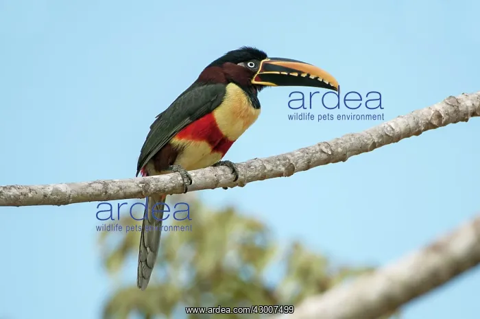 : Chestnut-eared Aracari on branch against blue sky : Chestnut-eared Aracari on branch against blue sky