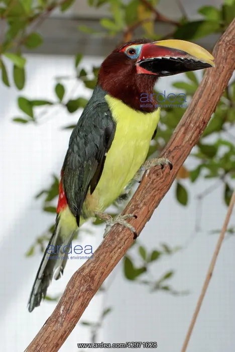 : Chestnut-eared Aracari - forests of central South America : Chestnut-eared Aracari - forests of central South America