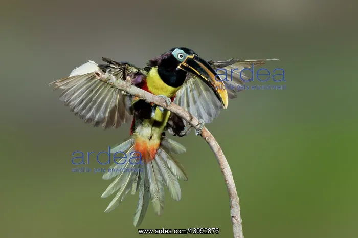 : Chestnut-Eared Aracari just landed : Chestnut-Eared Aracari just landed
