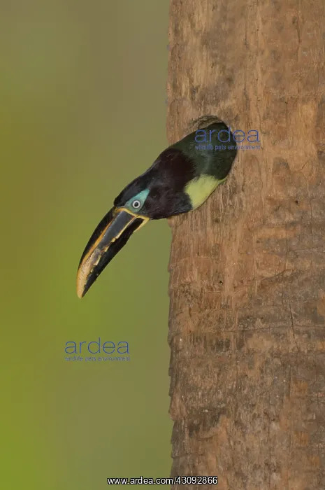 : Chestnut-Eared Aracari at nest hole : Chestnut-Eared Aracari at nest hole