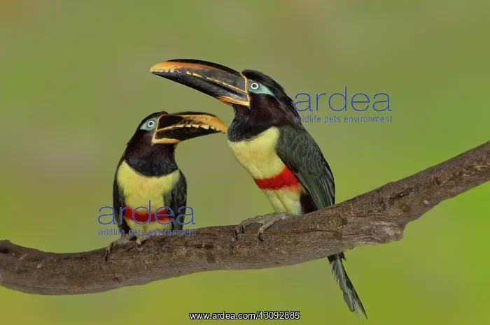 : Chestnut-Eared Aracari pair : Chestnut-Eared Aracari pair