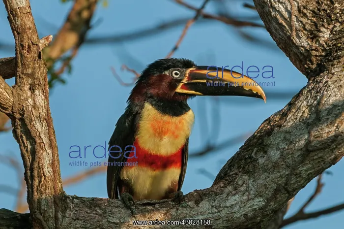 : Chestnut-eared Aracari, Pantanal Wetlands, Mato : Chestnut-eared Aracari, Pantanal Wetlands, Mato