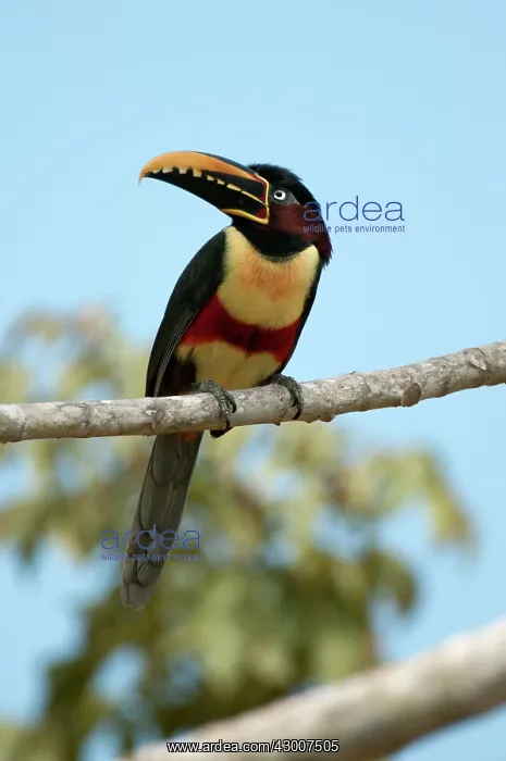 : Chestnut-eared Aracari portrait on branch against blue sky