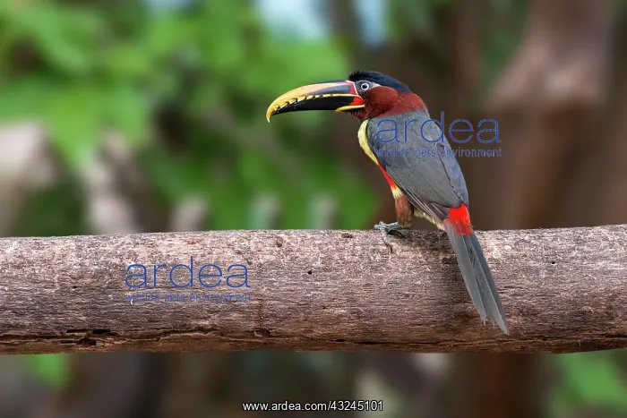  : Chestnut-eared aracari (Pteroglossus castanotis)