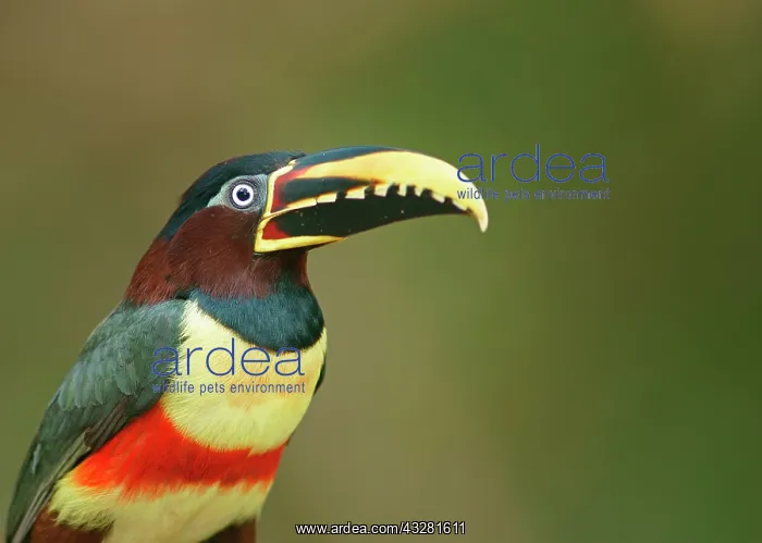 : Chestnut-eared aracari (Pteroglossus castanotis) : Chestnut-eared aracari (Pteroglossus castanotis)