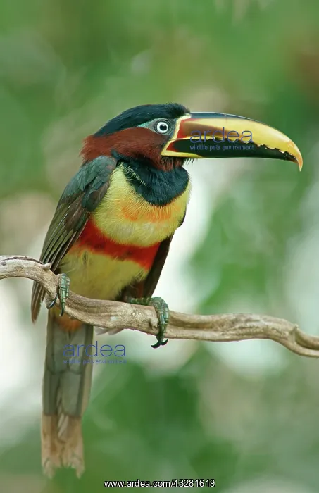 : Chestnut-eared aracari (Pteroglossus castanotis) : Chestnut-eared aracari (Pteroglossus castanotis)