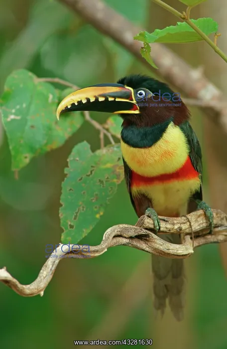 : Chestnut-eared aracari (Pteroglossus castanotis) : Chestnut-eared aracari (Pteroglossus castanotis)