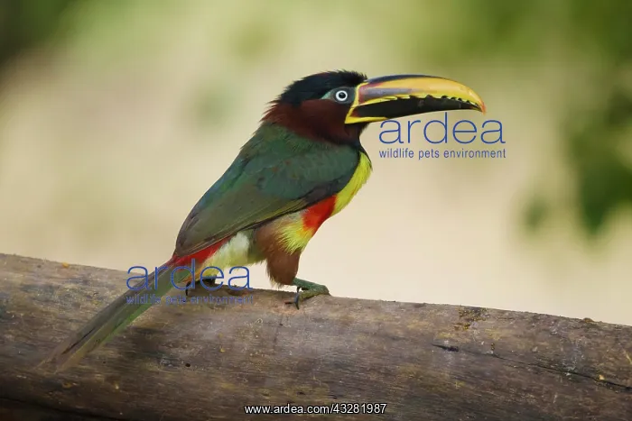 : Chestnut-eared Aracari (Pteroglossus castanotis) : Chestnut-eared Aracari (Pteroglossus castanotis)