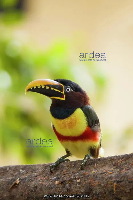 : Chestnut-eared Aracari (Pteroglossus castanotis) : Chestnut-eared Aracari (Pteroglossus castanotis)