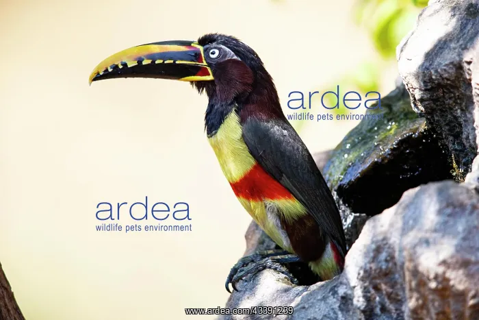 : Chestnut-eared aracari (Pteroglossus castanotis) : Chestnut-eared aracari (Pteroglossus castanotis)