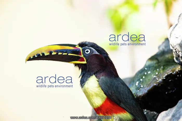 : Chestnut-eared aracari (Pteroglossus castanotis) : Chestnut-eared aracari (Pteroglossus castanotis)