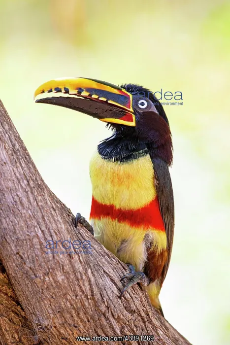 : Chestnut-eared aracari (Pteroglossus castanotis) : Chestnut-eared aracari (Pteroglossus castanotis)