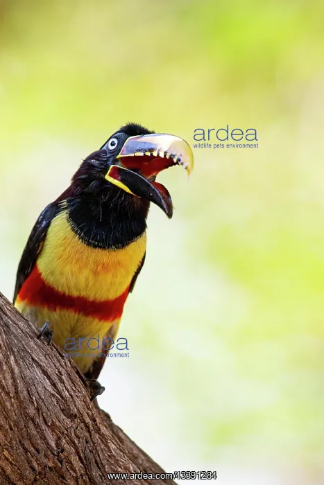 : Chestnut-eared aracari (Pteroglossus castanotis) : Chestnut-eared aracari (Pteroglossus castanotis)