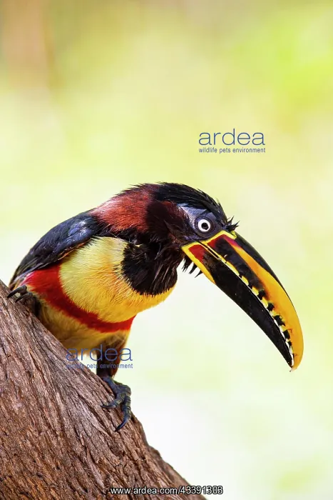 : Chestnut-eared aracari (Pteroglossus castanotis) : Chestnut-eared aracari (Pteroglossus castanotis)