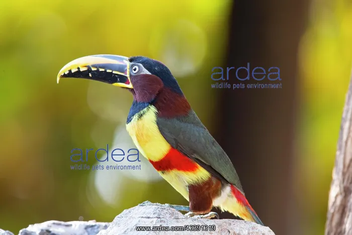  : Chestnut-eared aracari (Pteroglossus castanotis)