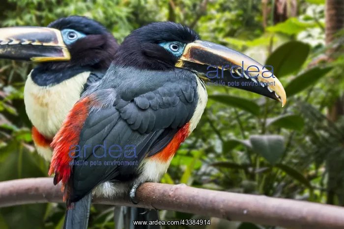 : Two chestnut-eared aracaris (Pteroglossus castanotis) : Two chestnut-eared aracaris (Pteroglossus castanotis)